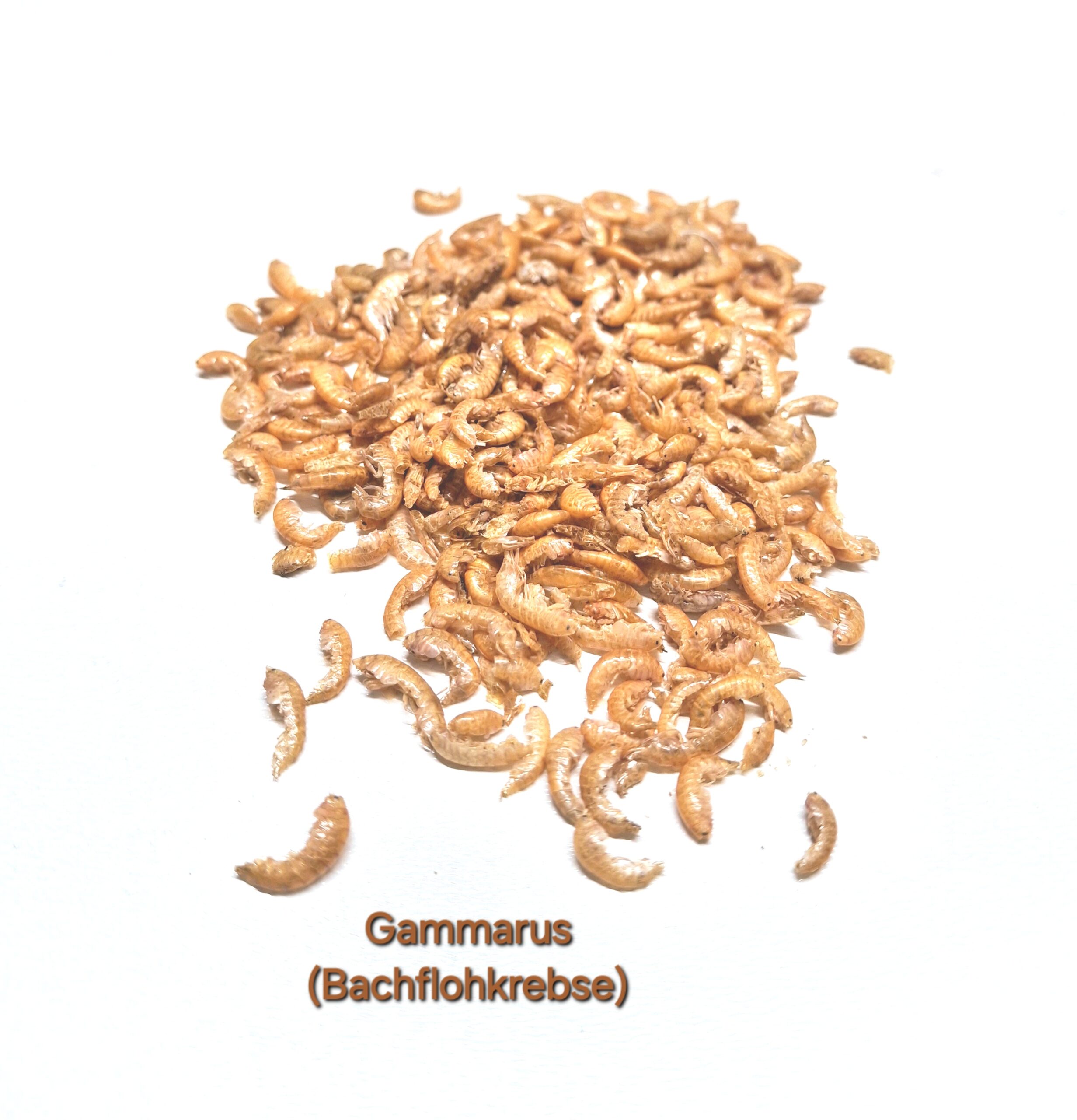 Eiweiss - Sardellen, Mehlwürmer, Gammarus uvm. – Bild 2