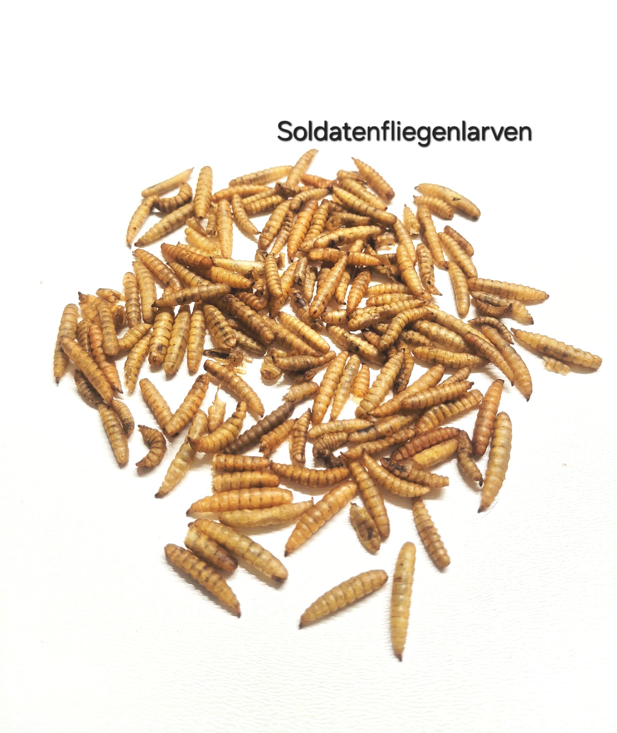 Eiweiss - Sardellen, Mehlwürmer, Gammarus uvm. – Bild 9