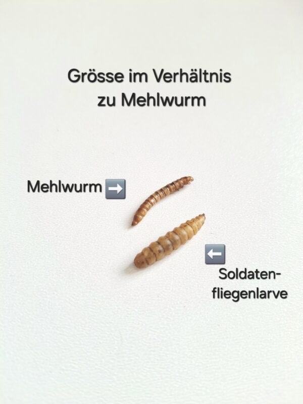 Eiweiss - Sardellen, Mehlwürmer, Gammarus uvm. – Bild 8