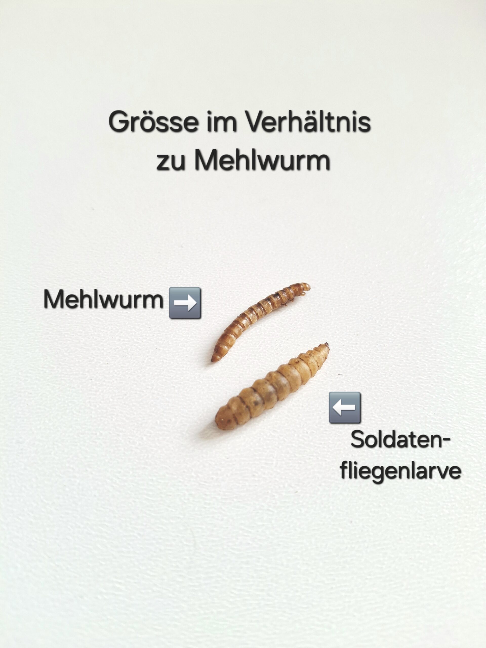 Eiweiss - Sardellen, Mehlwürmer, Gammarus uvm. – Bild 8