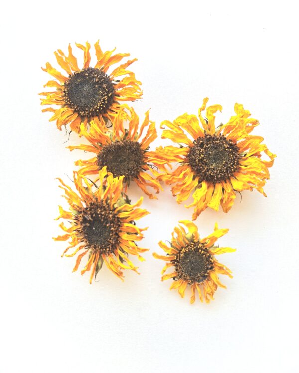 Sonnenblumen Bio, getrocknet 🇨🇭 – Bild 2