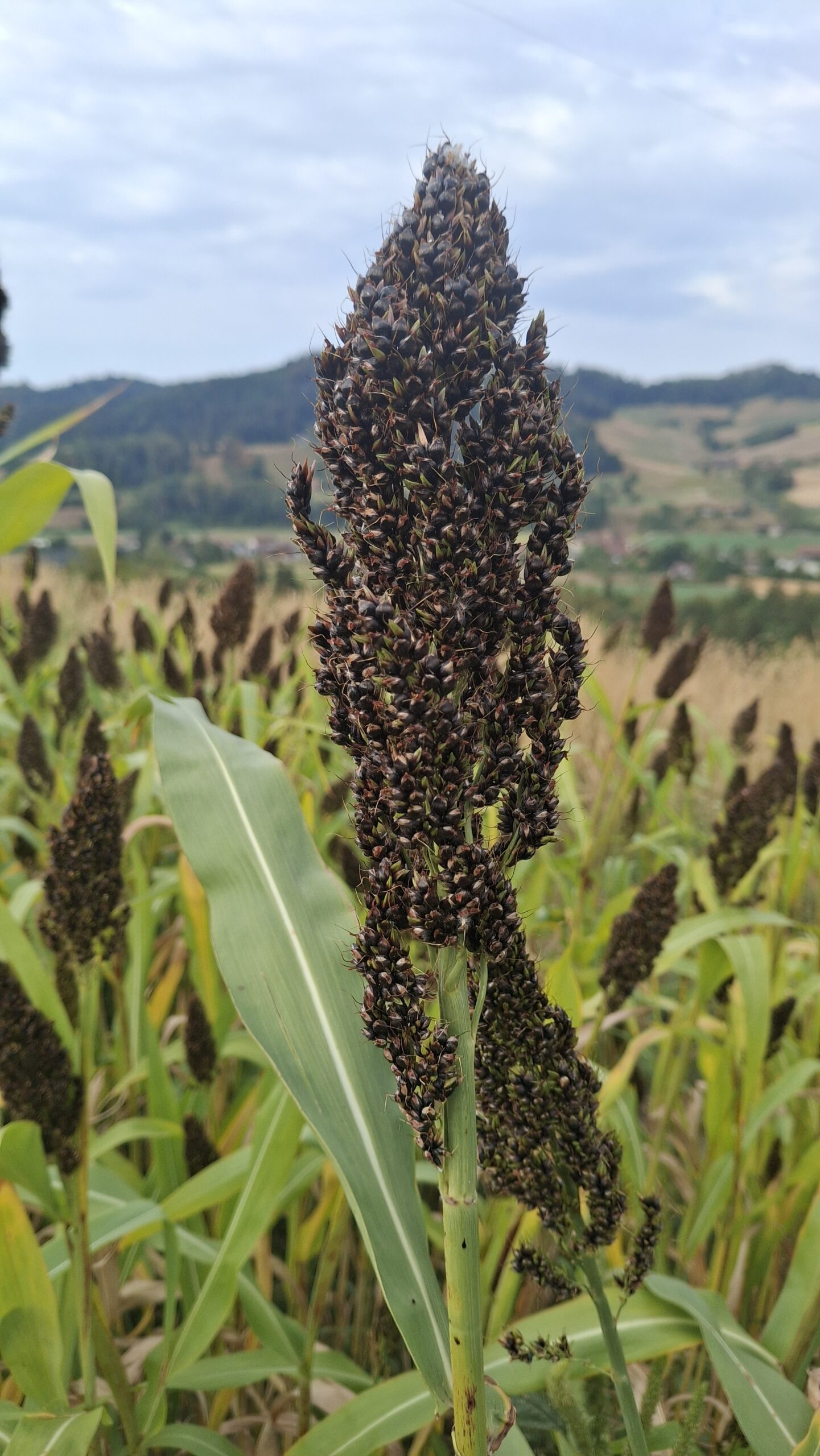 Erlebnisfutter Hirse Rispen | Vom eigenen Bio-Feld 🇨🇭 – Bild 9