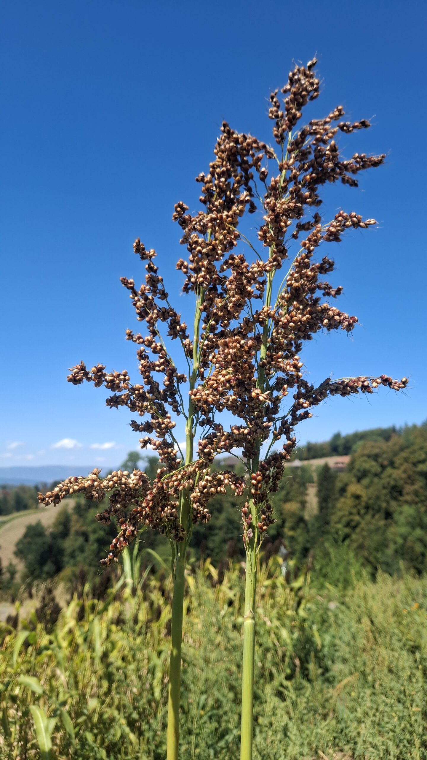 Erlebnisfutter Hirse Rispen | Vom eigenen Bio-Feld 🇨🇭 – Bild 6