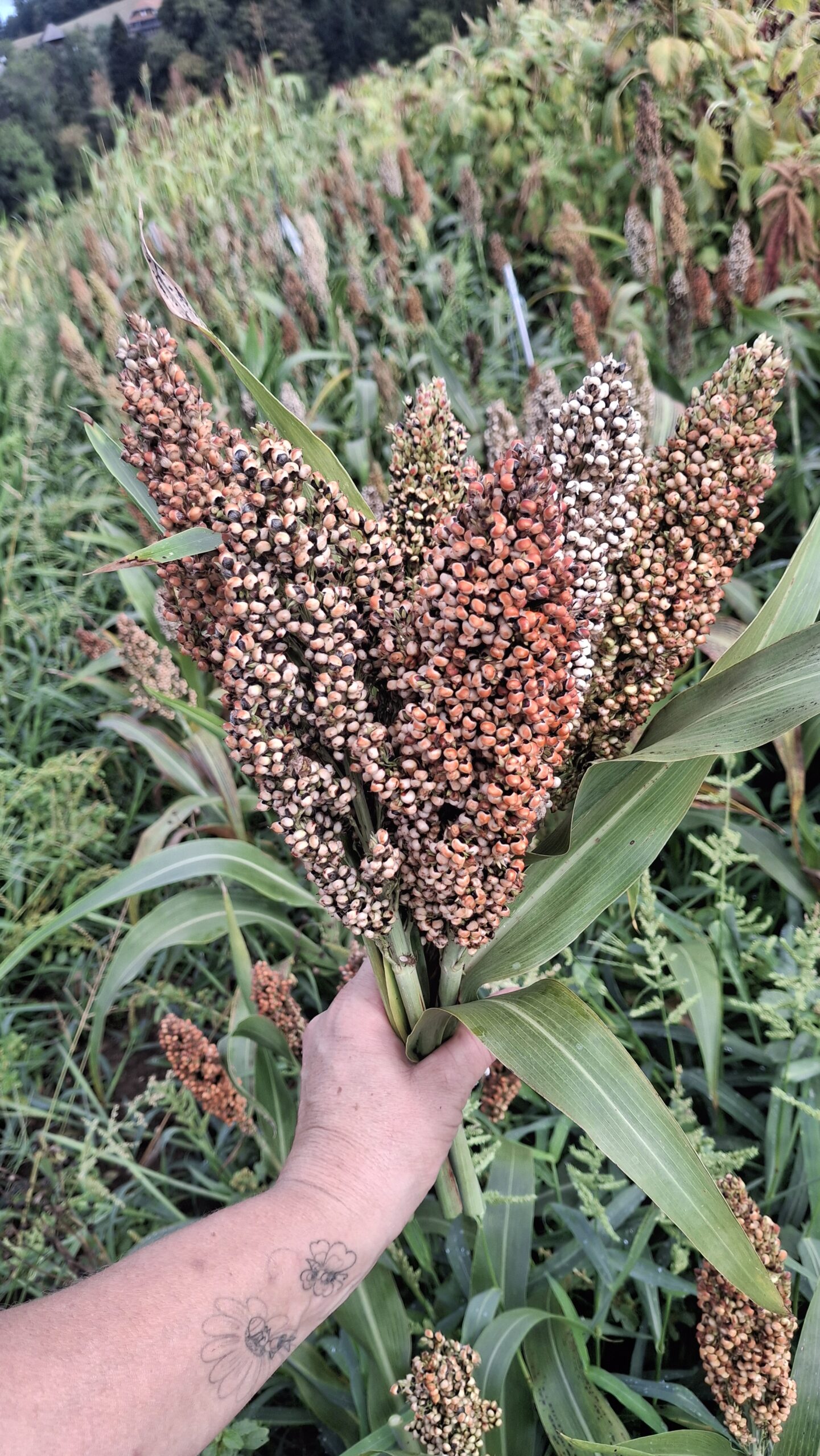 Erlebnisfutter Hirse Rispen | Vom eigenen Bio-Feld 🇨🇭 – Bild 2
