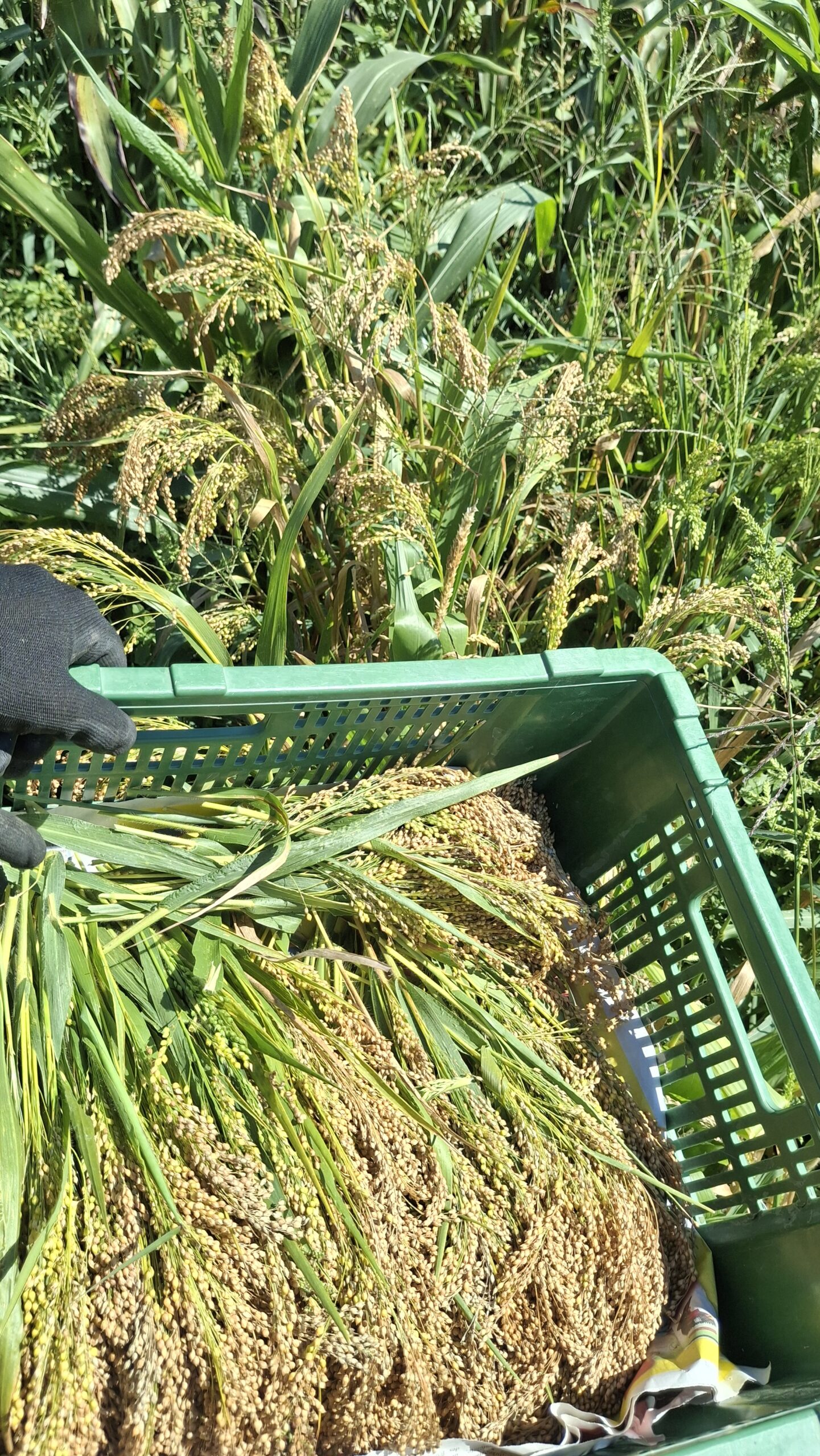 Erlebnisfutter Hirse Rispen | Vom eigenen Bio-Feld 🇨🇭 – Bild 4
