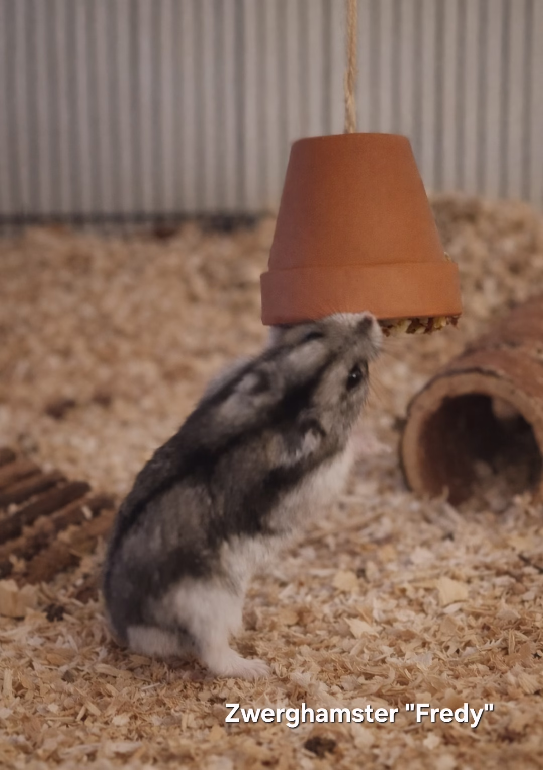 Glöggli | Das spannende Beschäftigungsfutter für Nager 🇨🇭 – Bild 3