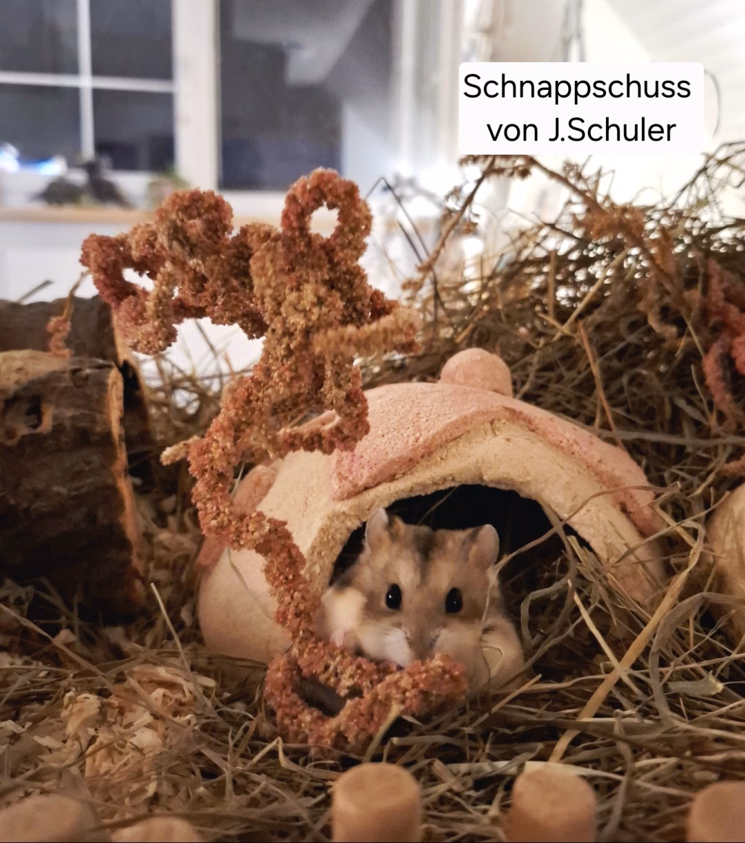 Federleichte Holzhäuschen und Verstecke aus dem Emmental 🇨🇭 – Bild 2