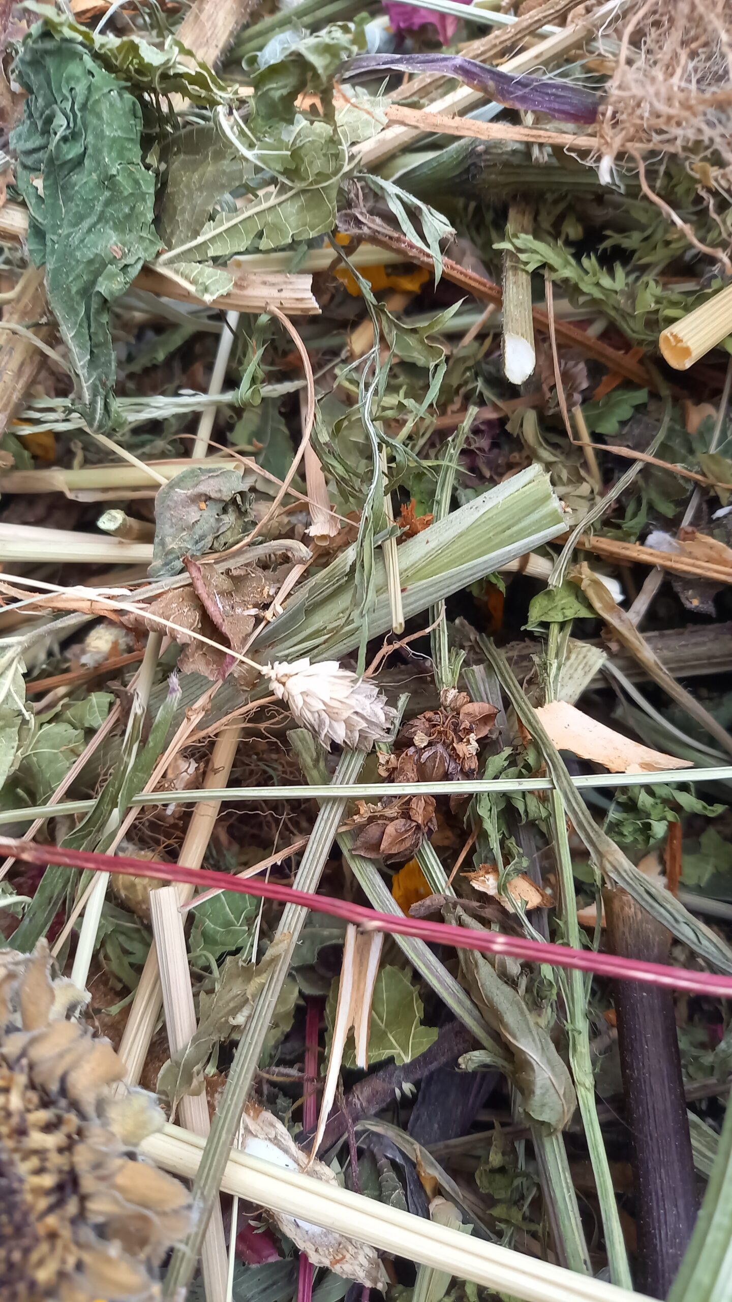 Rumpelstielchen gegen Langeweile 🇨🇭 – Bild 5