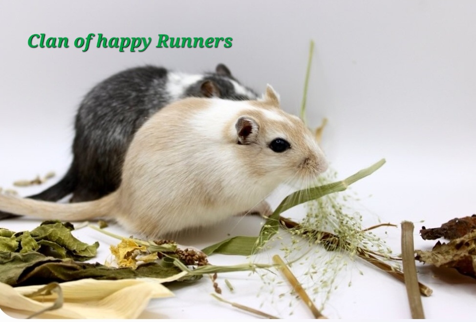 Rumpelstielchen gegen Langeweile 🇨🇭 – Bild 4