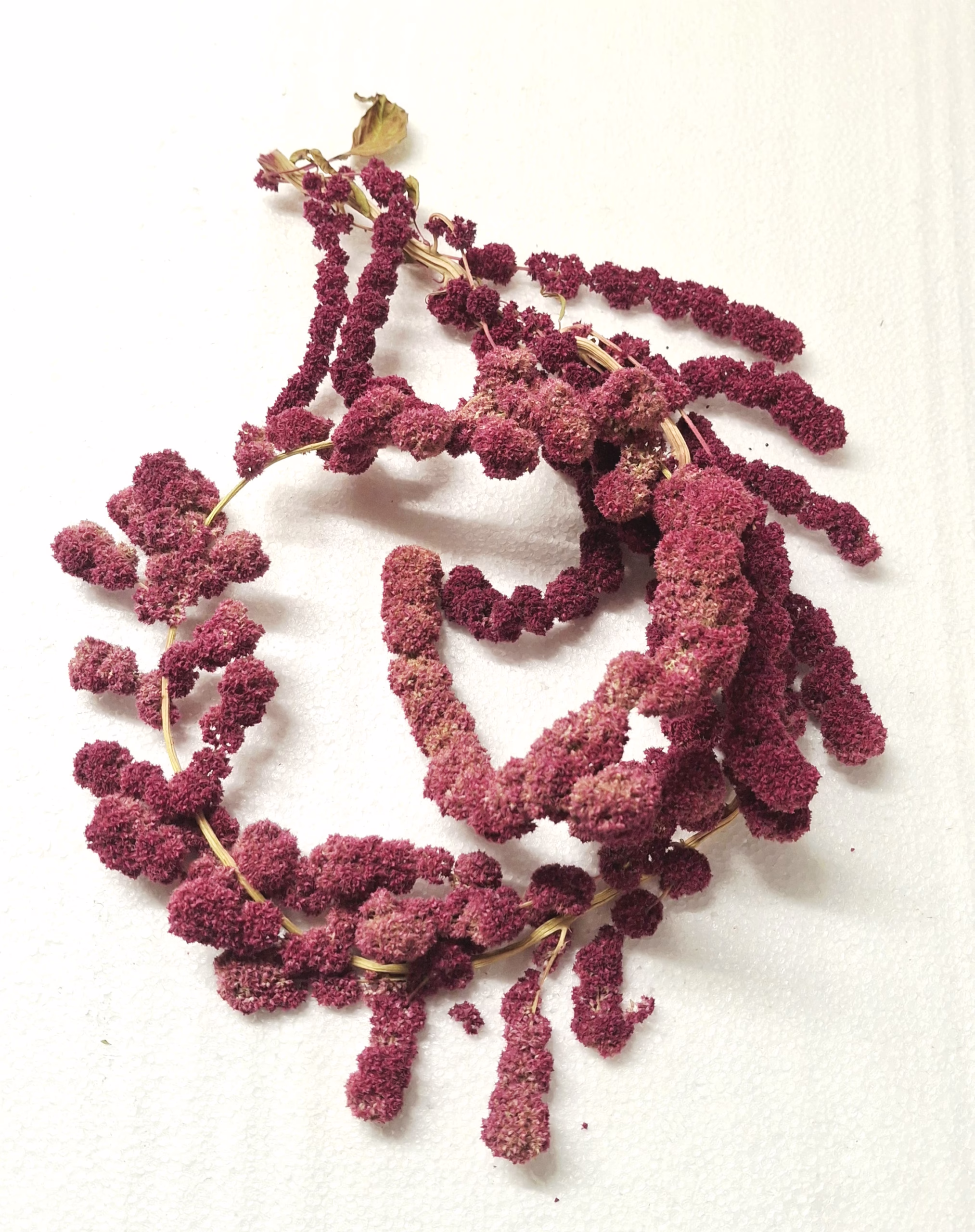 Bio Amaranth Mix – Naturnaher Knabberspass für Nager 🇨🇭 – Bild 6