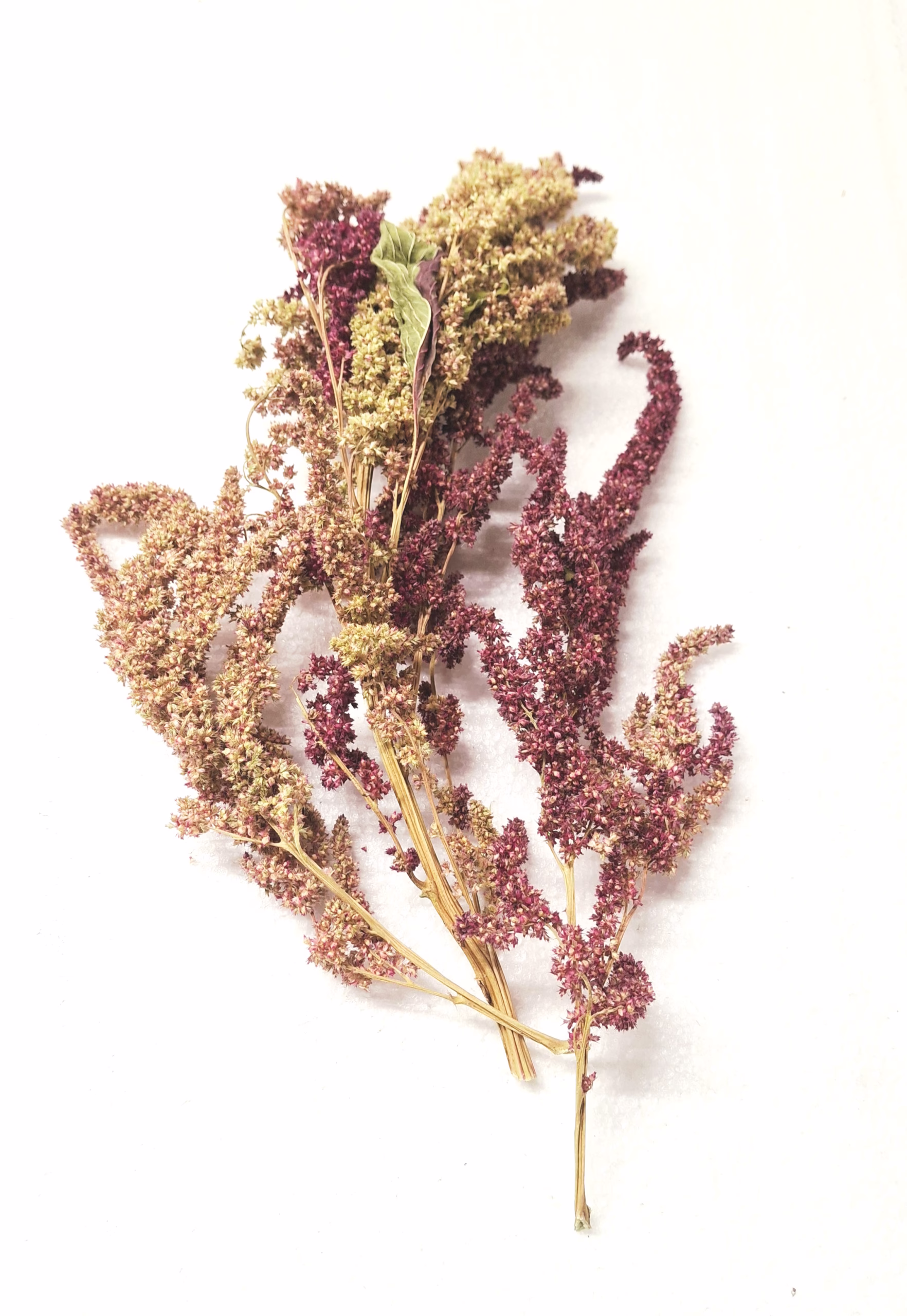 Bio Amaranth Mix – Naturnaher Knabberspass für Nager 🇨🇭 – Bild 2